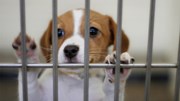 pet adoptions